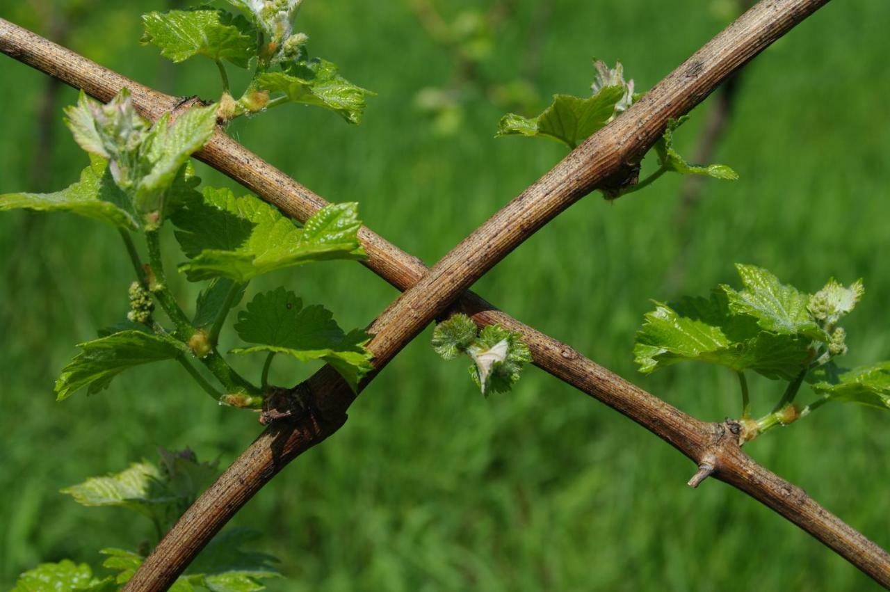 Weingut- Gaestezimmer Marko ลอยช์ชาค ภายนอก รูปภาพ