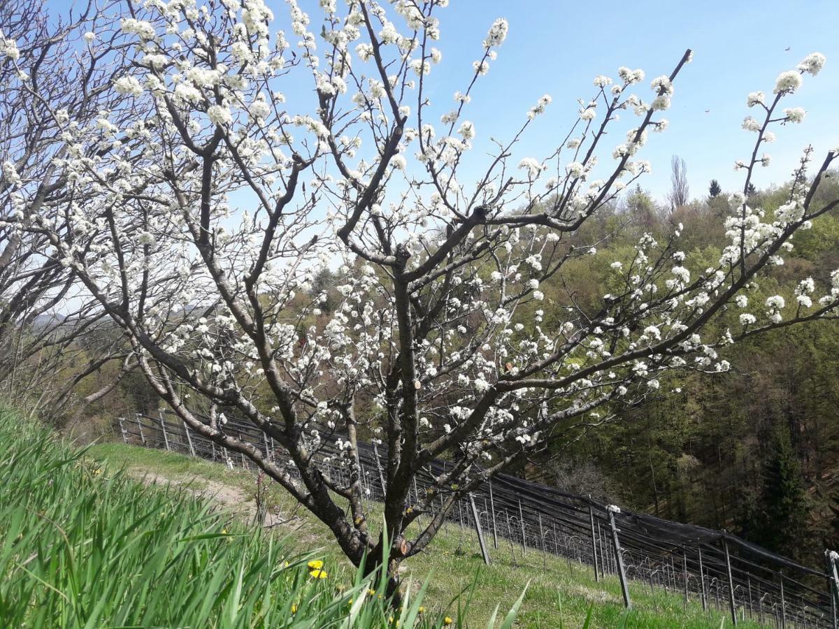 Weingut- Gaestezimmer Marko ลอยช์ชาค ภายนอก รูปภาพ